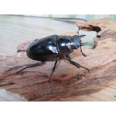 画像4: ☆新成虫☆ギラファノコギリクワガタ（亜種ケイスケ）♂104ミリ♀54ミリペア販売！！