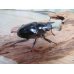 画像4: ☆新成虫☆ギラファノコギリクワガタ（亜種ケイスケ）♂104ミリ♀54ミリペア販売！！ (4)