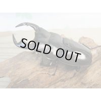 ☆新成虫☆アンタエウスオオクワガタ(タイガーヒルアンテRR）♂75ミリ♀45ミリペア販売！！