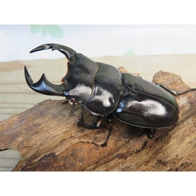 画像1: ☆新成虫☆アンタエウスオオクワガタ(タイガーヒルアンテRR）♂75ミリ♀45ミリペア販売！！