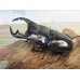画像1: ☆新成虫☆アンタエウスオオクワガタ(タイガーヒルアンテRR）♂75ミリ♀45ミリペア販売！！ (1)