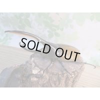 新成虫☆WF2☆D.H.リッキー♂132ミリ♀59ミリペア販売！！