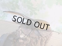 新成虫☆WF2☆D.H.リッキー♂132ミリ♀59ミリペア販売！！
