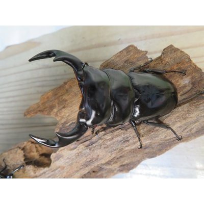 画像2: ☆新成虫☆アンタエウスオオクワガタ(タイガーヒルアンテRR）♂76ミリ♀47ミリペア販売！！