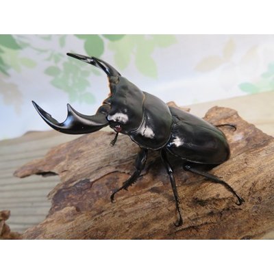 画像1: ☆新成虫☆アンタエウスオオクワガタ(タイガーヒルアンテRR）♂76ミリ♀47ミリペア販売！！