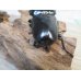 画像3: ☆新成虫☆アンタエウスオオクワガタ(タイガーヒルアンテRR）♂75ミリ♀45ミリペア販売！！ (3)