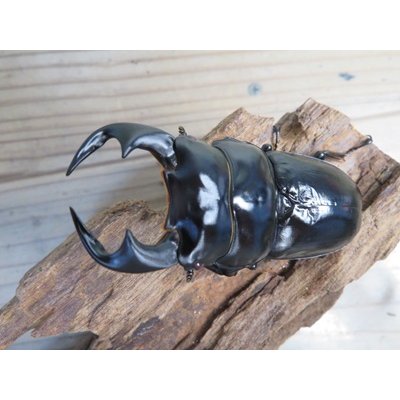 画像2: ☆新成虫☆アンタエウスオオクワガタ(タイガーヒルアンテRR）♂75ミリ♀45ミリペア販売！！