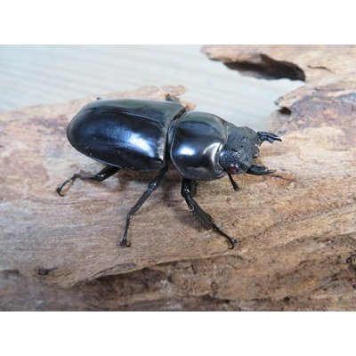 画像4: ☆新成虫☆アンタエウスオオクワガタ(タイガーヒルアンテRR）♂75ミリ♀45ミリペア販売！！