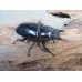 画像4: ☆新成虫☆アンタエウスオオクワガタ(タイガーヒルアンテRR）♂75ミリ♀45ミリペア販売！！ (4)