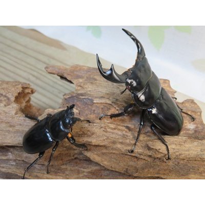 画像5: ☆新成虫☆アンタエウスオオクワガタ(タイガーヒルアンテRR）♂76ミリ♀47ミリペア販売！！