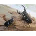 画像5: ☆新成虫☆アンタエウスオオクワガタ(タイガーヒルアンテRR）♂76ミリ♀47ミリペア販売！！ (5)