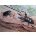 画像5: 26年種親用☆Dibang Valley産☆ウエストウッディ オオシカクワガタ♂75ミリ♀47ミリペア販売！！ (5)