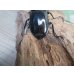 画像3: 26年種親用☆Dibang Valley産☆ウエストウッディ オオシカクワガタ♂75ミリ♀47ミリペア販売！！ (3)
