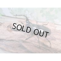26年種親用☆Dibang Valley産☆ウエストウッディ オオシカクワガタ♂75ミリ♀47ミリペア販売！！