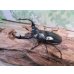 画像1: 26年種親用☆Dibang Valley産☆ウエストウッディ オオシカクワガタ♂75ミリ♀47ミリペア販売！！ (1)