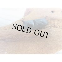 新成虫☆WF2☆ドルクスミント♂25ミリ♀24ミリペア販売！！