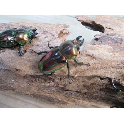 画像3: ☆新成虫☆ ニジイロクワガタ♂♀フリーサイズペア販売！！