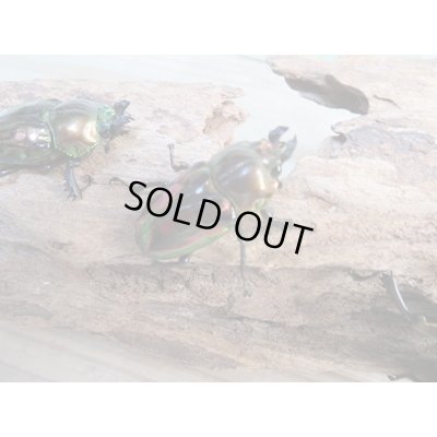 画像3: ☆新成虫☆ ニジイロクワガタ♂♀フリーサイズペア販売！！