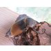 画像4: ☆新成虫☆エレファスゾウカブト♂111ミリ♀70ミリペア販売！！ (4)