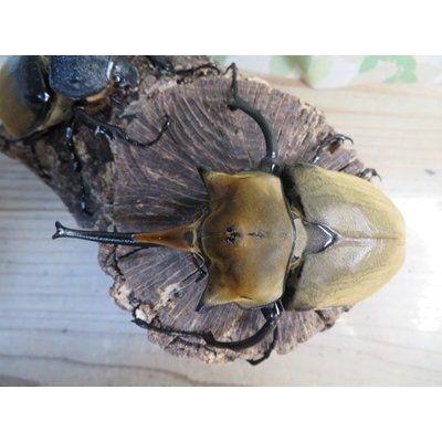 画像2: ☆新成虫☆エレファスゾウカブト♂111ミリ♀70ミリペア販売！！