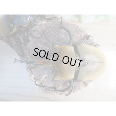 画像2: ☆新成虫☆エレファスゾウカブト♂111ミリ♀70ミリペア販売！！