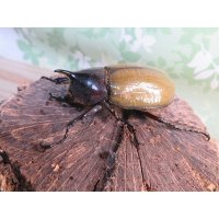 ☆新成虫☆D.H.レイディ♂58ミリ♀フリーサイズペア販売！！