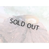 ☆新成虫☆D.H.レイディ♂58ミリ♀フリーサイズペア販売！！