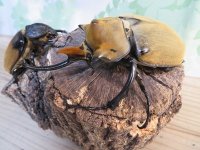 ☆新成虫☆エレファスゾウカブト♂111ミリ♀70ミリペア販売！！