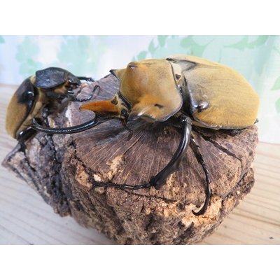 画像1: ☆新成虫☆エレファスゾウカブト♂111ミリ♀70ミリペア販売！！