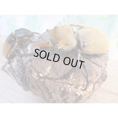 画像1: ☆新成虫☆エレファスゾウカブト♂111ミリ♀70ミリペア販売！！