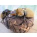 画像1: ☆新成虫☆エレファスゾウカブト♂111ミリ♀70ミリペア販売！！ (1)