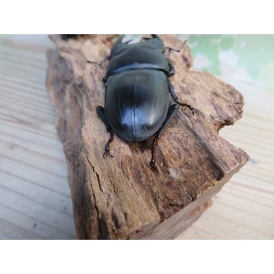 画像3: ☆新成虫☆能勢SR血統☆国産オオクワガタ♂77ミリ♀50ミリ＋♀48ミリ計3頭トリオ販売！！