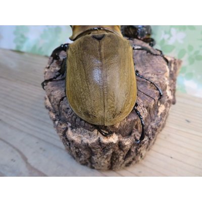 画像3: ☆新成虫☆エレファスゾウカブト♂111ミリ♀70ミリペア販売！！