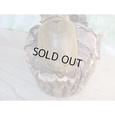 画像3: ☆新成虫☆エレファスゾウカブト♂111ミリ♀70ミリペア販売！！