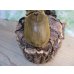 画像3: ☆新成虫☆エレファスゾウカブト♂111ミリ♀70ミリペア販売！！ (3)