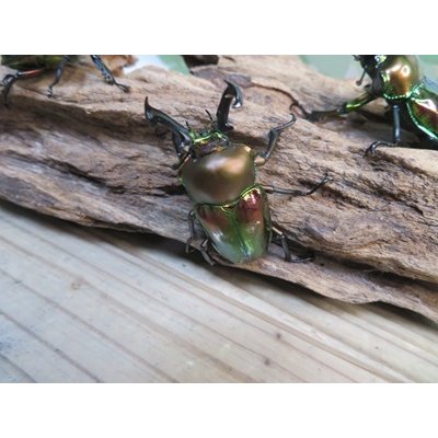 画像2: ☆新成虫☆ ニジイロクワガタ♂♀フリーサイズペア販売！！