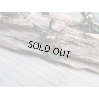 画像2: ☆新成虫☆ ニジイロクワガタ♂♀フリーサイズペア販売！！