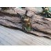 画像2: ☆新成虫☆ ニジイロクワガタ♂♀フリーサイズペア販売！！ (2)