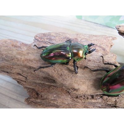 画像4: ☆新成虫☆ ニジイロクワガタ♂♀フリーサイズペア販売！！