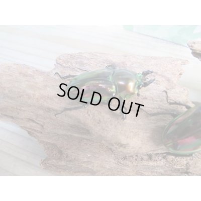 画像4: ☆新成虫☆ ニジイロクワガタ♂♀フリーサイズペア販売！！