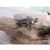 画像4: ☆新成虫☆ ニジイロクワガタ♂♀フリーサイズペア販売！！ (4)