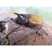 ☆新成虫☆D.H.レイディ♂60ミリ♀フリーサイズペア販売！！