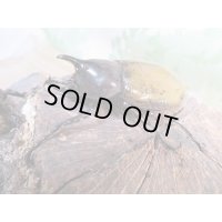 ☆新成虫☆D.H.レイディ♂60ミリ♀フリーサイズペア販売！！