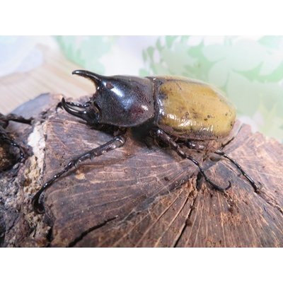 画像1: ☆新成虫☆D.H.レイディ♂60ミリ♀フリーサイズペア販売！！