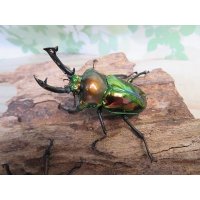 ☆新成虫☆ ニジイロクワガタ♂♀フリーサイズペア販売！！