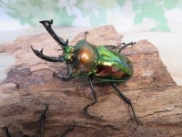 ☆新成虫☆ ニジイロクワガタ♂♀フリーサイズペア販売！！