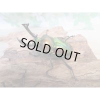 ☆新成虫☆ ニジイロクワガタ♂♀フリーサイズペア販売！！