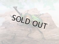 ☆新成虫☆ ニジイロクワガタ♂♀フリーサイズペア販売！！