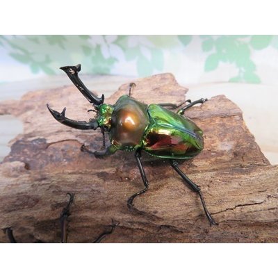 画像1: ☆新成虫☆ ニジイロクワガタ♂♀フリーサイズペア販売！！