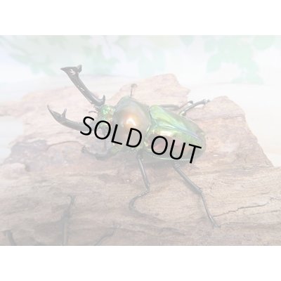 画像1: ☆新成虫☆ ニジイロクワガタ♂♀フリーサイズペア販売！！